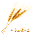 Wheat (Gehu)